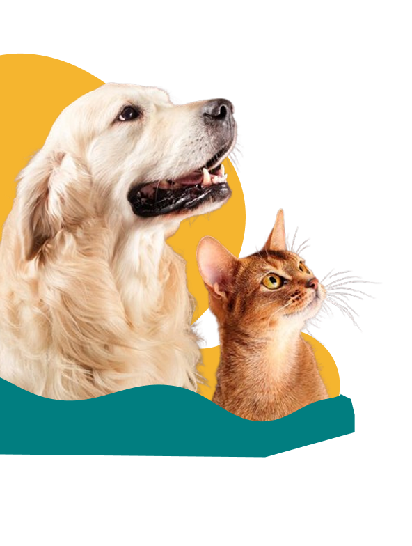 Dog and Cat