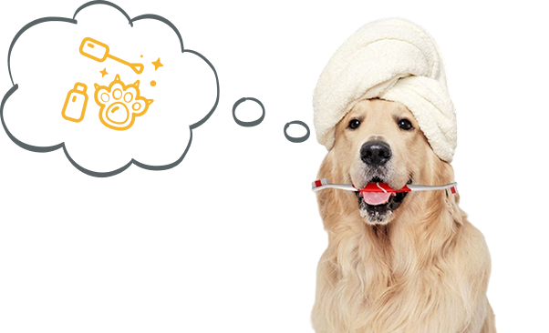 Dog 2